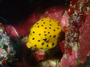 ミナミハコフグの幼魚