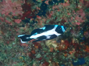 マダラタルミの幼魚