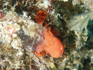 イロカエルアンコウ