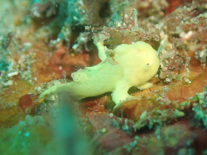 イロカエルアンコウ