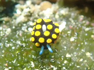 テントウウミウシ