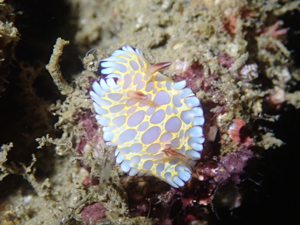 ボブサンウミウシ