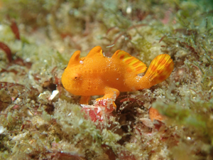イロカエルアンコウ