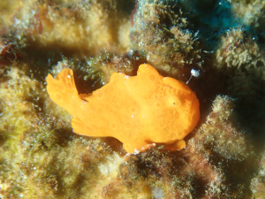 イロカエルアンコウ