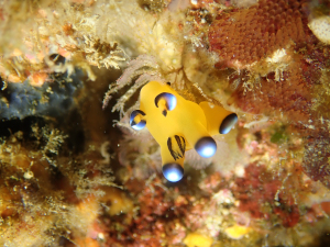 ウデフリツノザヤウミウシ