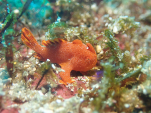 イロカエルアンコウ