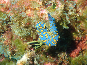 サガミリュウグウウミウシ
