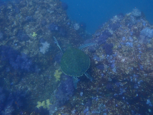 アオウミガメ