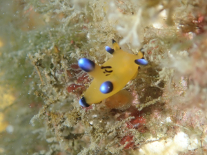ウデフリツノザヤミウシ