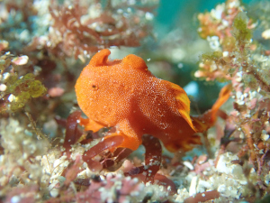 イロカエルアンコウ