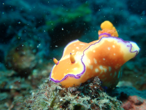ニシキウミウシ
