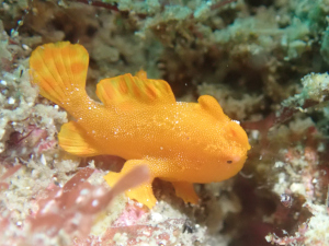 イロカエルアンコウ