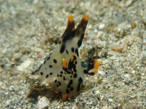 ツノザヤウミウシ