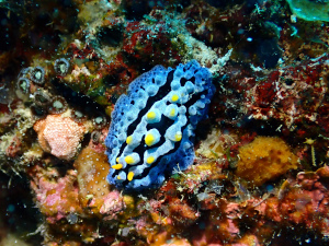 ソライロイボウミウシ