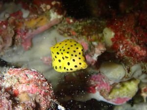 ミナミハコフグの幼魚