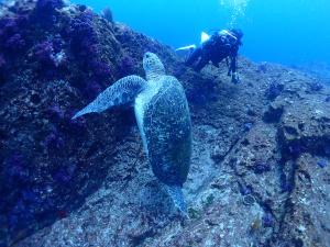 アオウミガメ