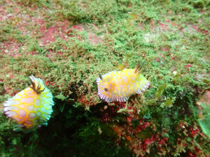 ボブサンウミウシ