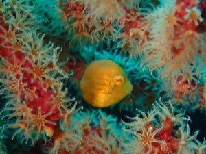 アオサハギの幼魚