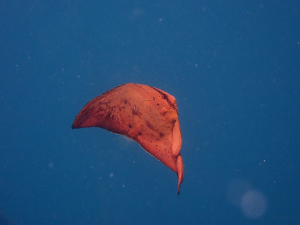 ナンヨウツバメダイの幼魚