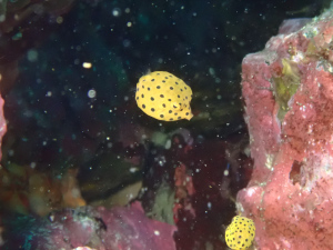 ミナミハコフグの幼魚