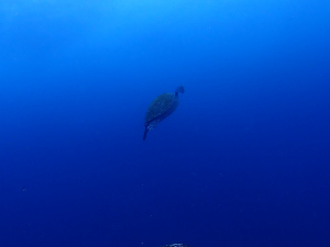 アオウミガメ
