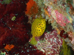 ミナミハコフグの幼魚