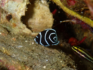 タテジマキンチャクダイの幼魚