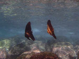 ナンヨウツバメウオの幼魚