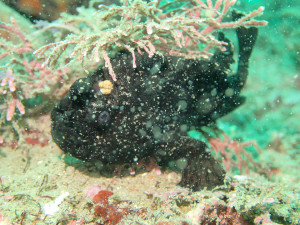 カエルアンコウ