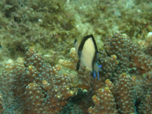 フタスジリュウグウスズメダイ