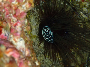 タテジマキンチャクダイの幼魚