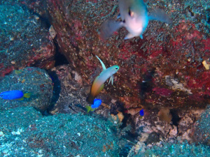 ハタタテハゼ