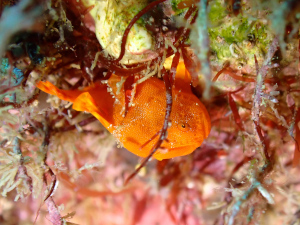 イロカエルアンコウ