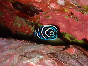 タテジマキンチャクダイの幼魚
