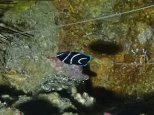 サザナミヤッコの幼魚