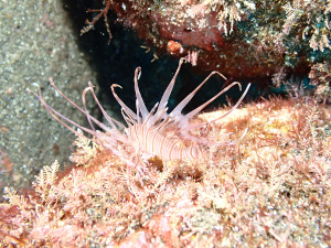 ハナミノカサゴの幼魚