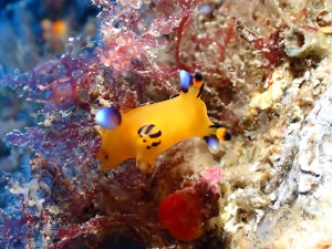 ウデフリツノザヤウミウシ