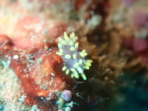 コガネミノウミウシ