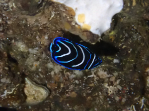 タテジマキンチャクダイの幼魚