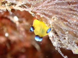 ウデフリツノザヤウミウシ