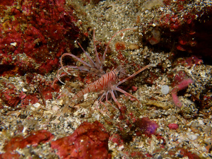 ハナミノカサゴの幼魚