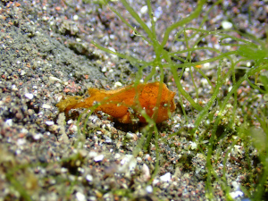 ヒメヒラタカエルアンコウ