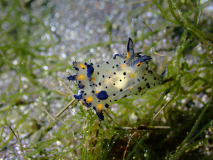 フジタウミウシ