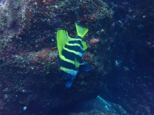テングウオ