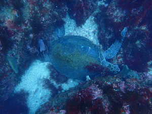 アオウミガメ