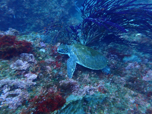 アオウミガメ