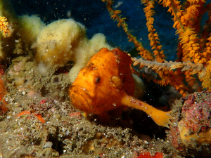ベニカエルアンコウ