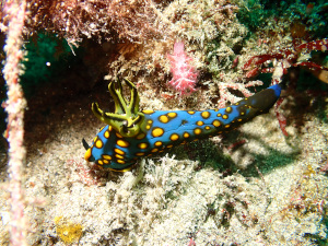 サガミリュウグウウミウシ