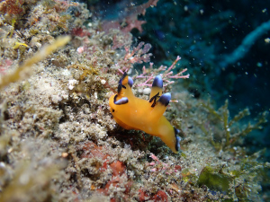 ウデフリツノザヤウミウシ