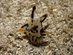 ツノザヤウミウシ